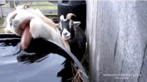 Funny animals GIF